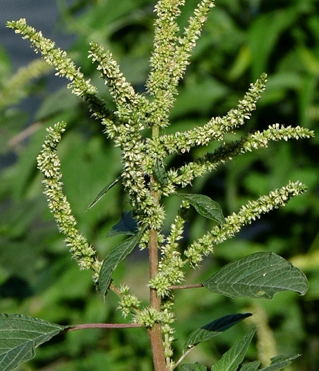 {Amaranthus spinosus}